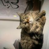 Foto del gato perdido en Tremblay En France