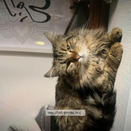 Foto 1/1 Tigrée Chat perdido en Tremblay en france