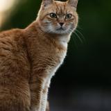 Foto del gato perdido en Kurtzenhouse