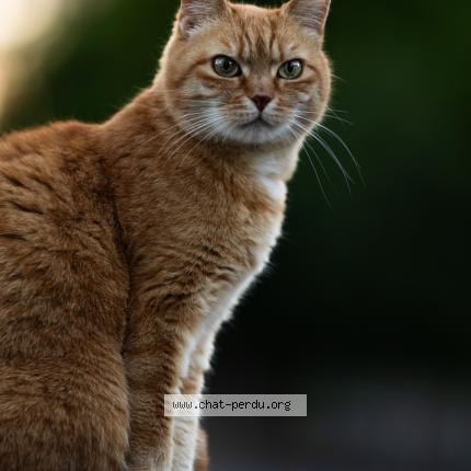 Foto 1/1 Brenda-Choupette Chat perdido en Kurtzenhouse