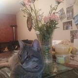 Foto del gato perdido en Vitry Sur Seine