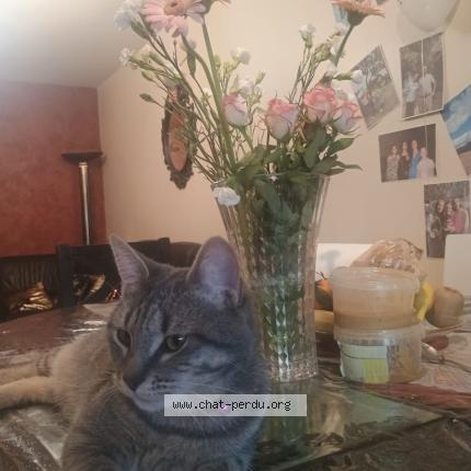 Foto 1/1 Spiros Chat perdido en Vitry sur seine