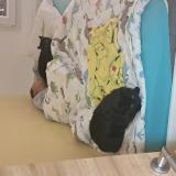 Foto del gato perdido en Dasle