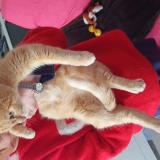 Foto de gato encontrado en Saint Germain