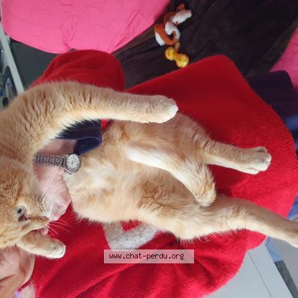 Foto 1/1 Gato encontrado Encontrado en Saint germain