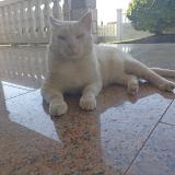 Foto del gato perdido en Cabanas