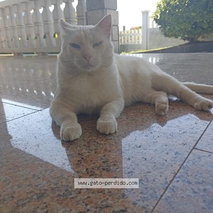 Foto 1/1 Banky Chat perdido en Cabanas