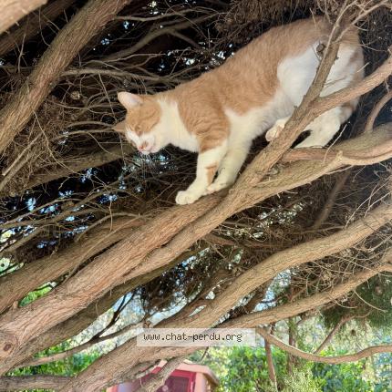 Foto 1/1 Guts Chat perdido en Antibes