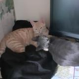 Foto del gato perdido en Belleville