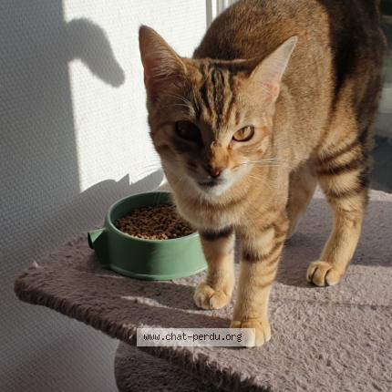 Foto 1/1 Ap&euml;e Chat perdido en Lennon