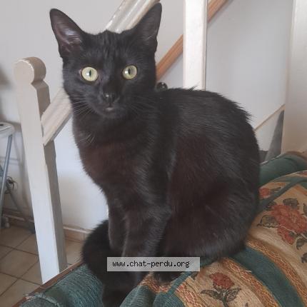 Foto 1/1 Maïa Chat perdido en Crespin