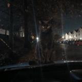 Foto de gato encontrado en Tacoma