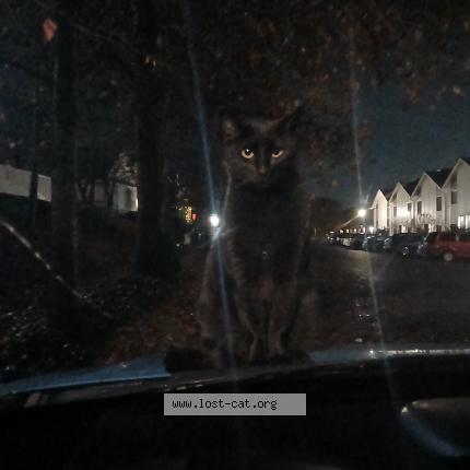 Foto 1/1 Gato encontrado Encontrado en Tacoma