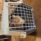 Foto de gato encontrado en Saint Jean Des Echelles