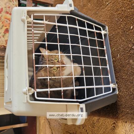 Foto 1/1 Gato encontrado Encontrado en Saint jean des echelles