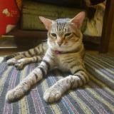 Foto del gato perdido en Jabalpur