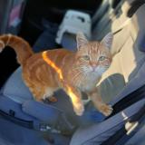 Foto de gato encontrado en Pierre De Bresse