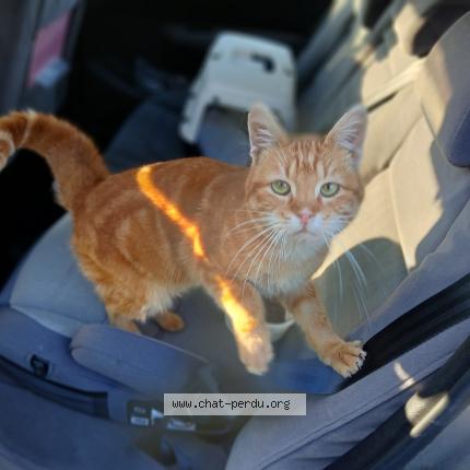Foto 1/1 Gato encontrado Encontrado en Pierre de bresse