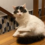 Foto del gato perdido en Champ Sur Layon