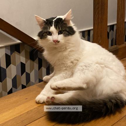 Foto 1/1 Sun Chat perdido en Champ sur layon