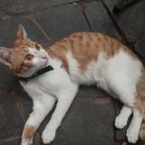 Foto de gato encontrado en Montevideo