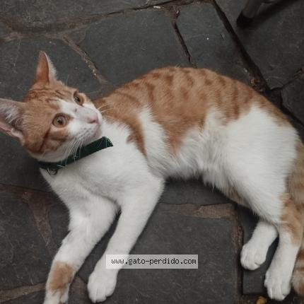 Foto 1/1 Gato encontrado Encontrado en Montevideo