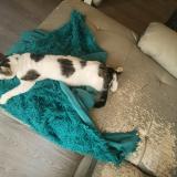 Foto del gato perdido en Chadrac