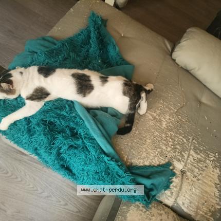 Foto 1/1 Bibinou Chat perdido en Chadrac