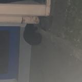 Foto de gato encontrado en Saint Louis