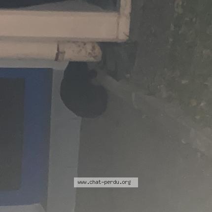 Foto 1/1 Gato encontrado Encontrado en Saint louis