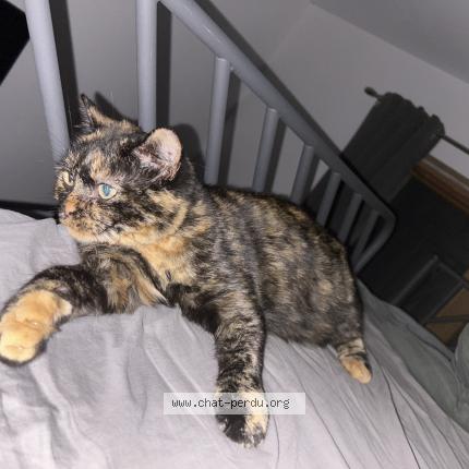 Foto 1/1 lili Chat perdido en Launaget