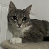 Foto del gato perdido en Venissieux