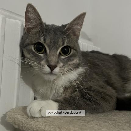 Foto 1/1 Gat Chat perdido en Venissieux