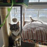 Foto del gato perdido en Aurora