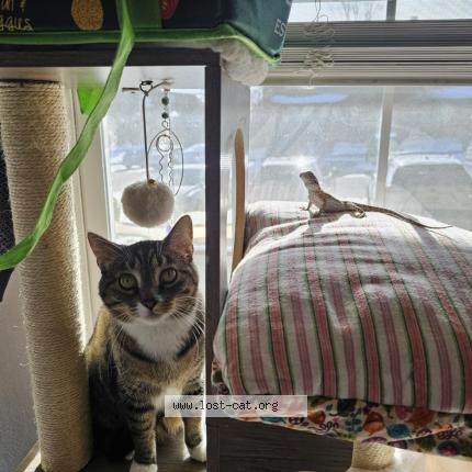 Foto 1/1 Ophelia Chat perdido en Aurora