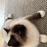 Foto del gato perdido en Gex