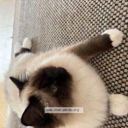 Foto 1/1 Dalie Chat perdido en Gex