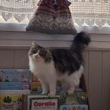 Foto del gato perdido en Allauch