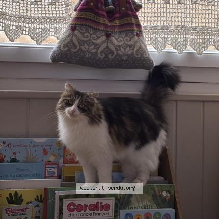 Foto 1/1 Nala Chat perdido en Allauch