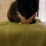 Foto del gato perdido en Comines