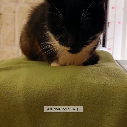 Foto 1/1 Pepere Chat perdido en Comines