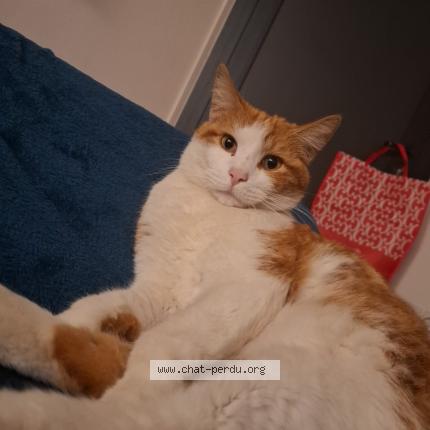 Foto 1/1 Walker Chat perdido en Carcassonne