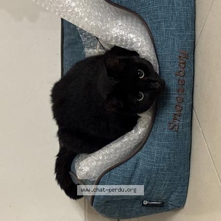 Foto 1/1 Sparky Chat perdido en Soisy sous montmorency
