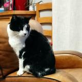 Foto del gato perdido en Sainte Colombe Pres Vernon