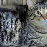 Foto del gato perdido en Quebec City