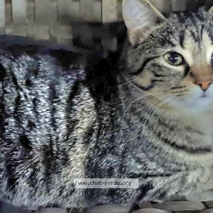 Foto 1/1 poupoune Chat perdido en Quebec city