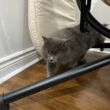 Foto del gato perdido en Montreal