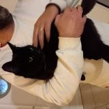 Foto de gato encontrado en Barace