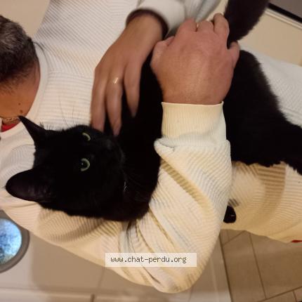 Foto 1/1 Gato encontrado Encontrado en Barace