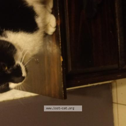 Foto 1/1 Gato encontrado Encontrado en Hagerstown